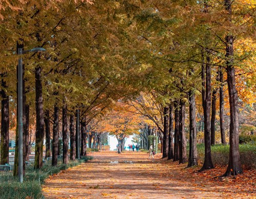 首爾林公園銀杏樹隧道，秋天金黃落葉鋪滿地面，首爾秋季賞銀杏熱點